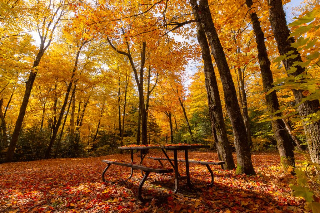 picnic table in fall forest