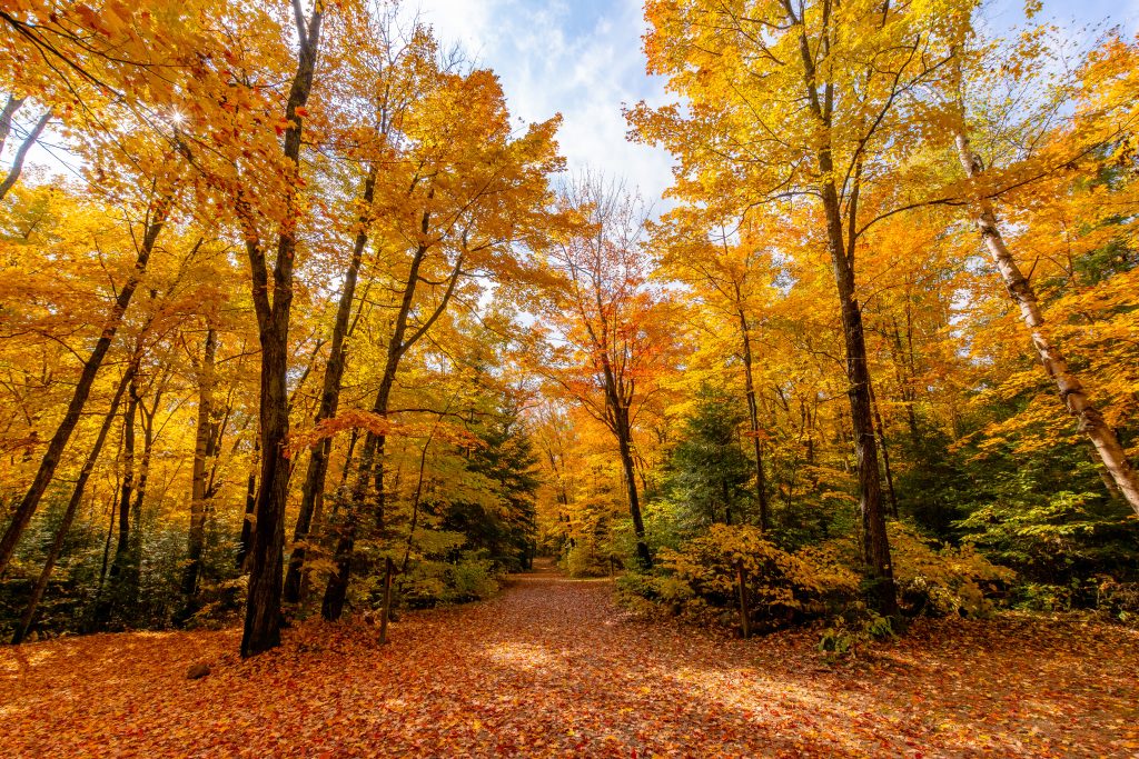 peak fall colours in forest