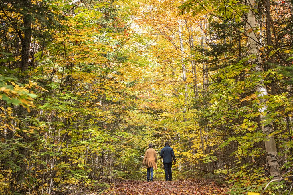 couple in peak fall colours forest