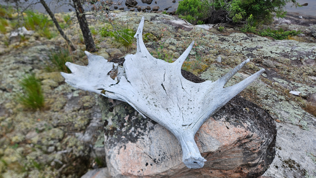 dropped moose antler on rock