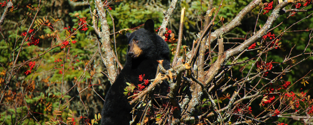 Black Bear in a cherry tree