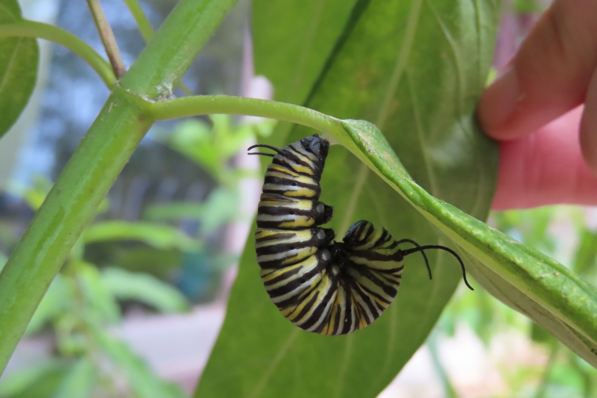 monarch caterpillar on leaf