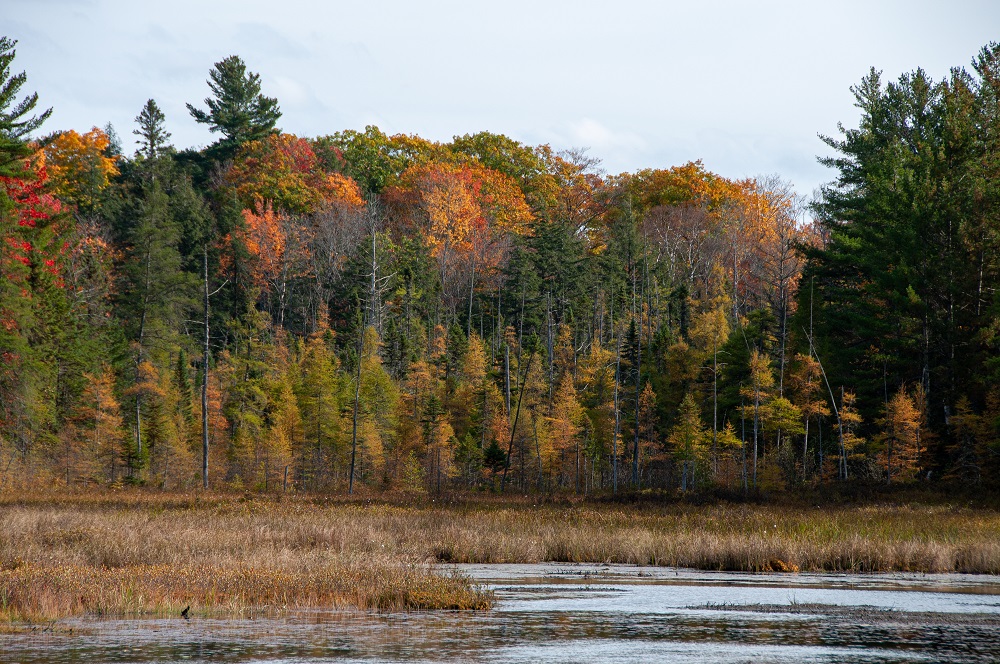 Fall colours along wetland