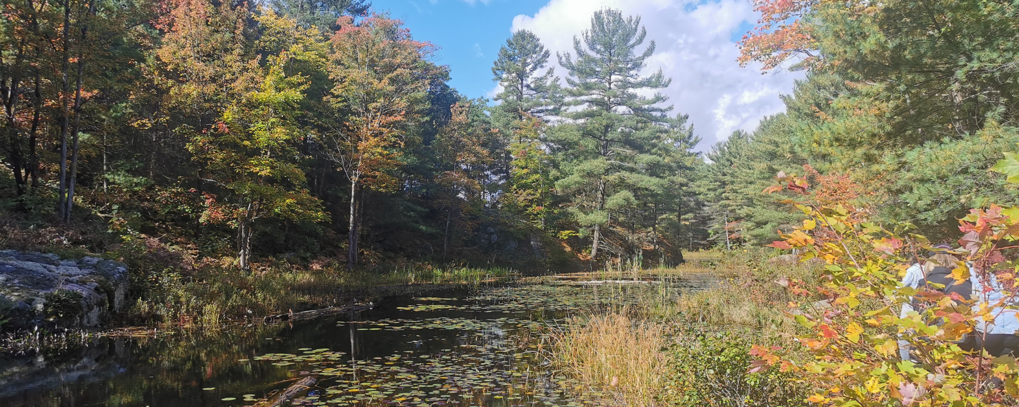 View of body of water surrounded by fall trees