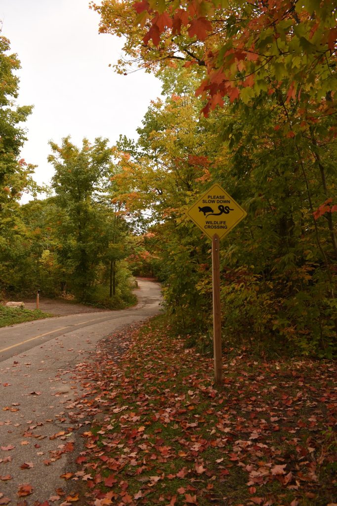 wildlife crossing sign on fall road
