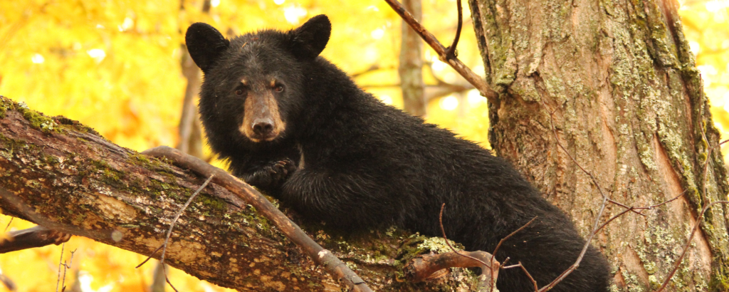 Black Bear in a tree during autumn
