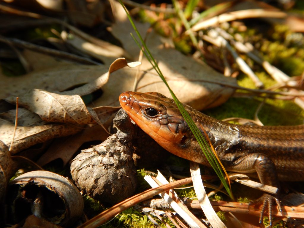 Skink on forest floor