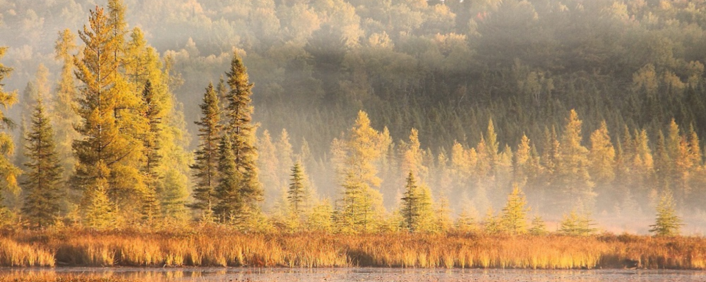 all landscape of the "golden encore" fall colours