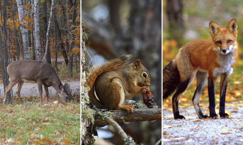 Image 1: a deer grazing in the woods. Image 2: a squirrel holding a nut on a tree. Image 3: a fox standing alert