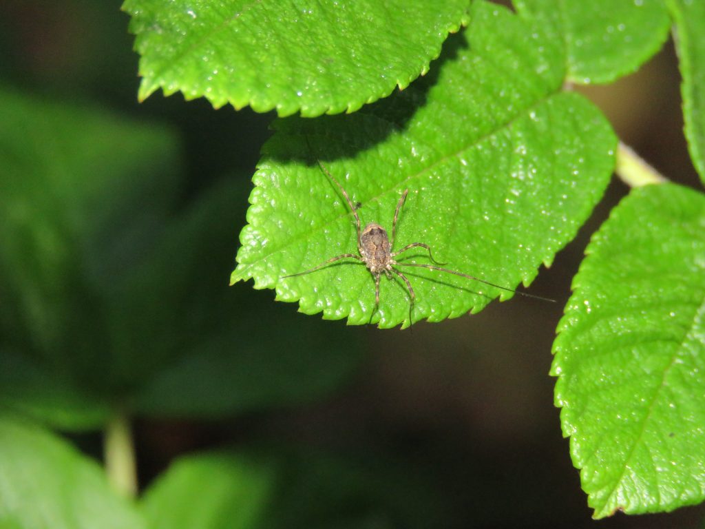 small brown spider sitting on leaf
