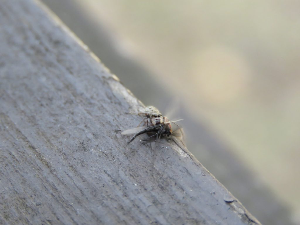 Spider on top of fly on wood