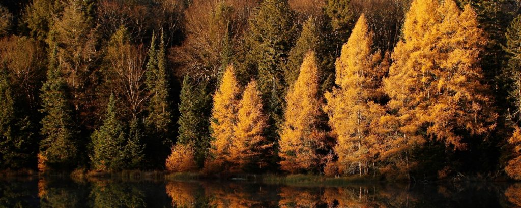 golden tamaracks reflected in lake