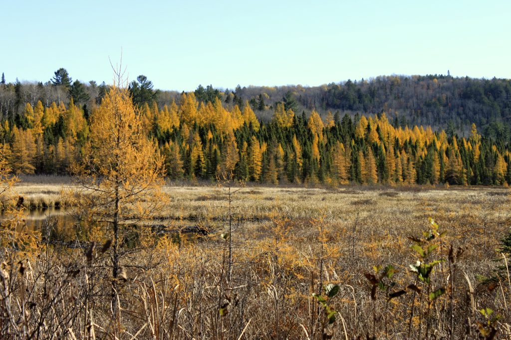 green and yellow coniferous trees