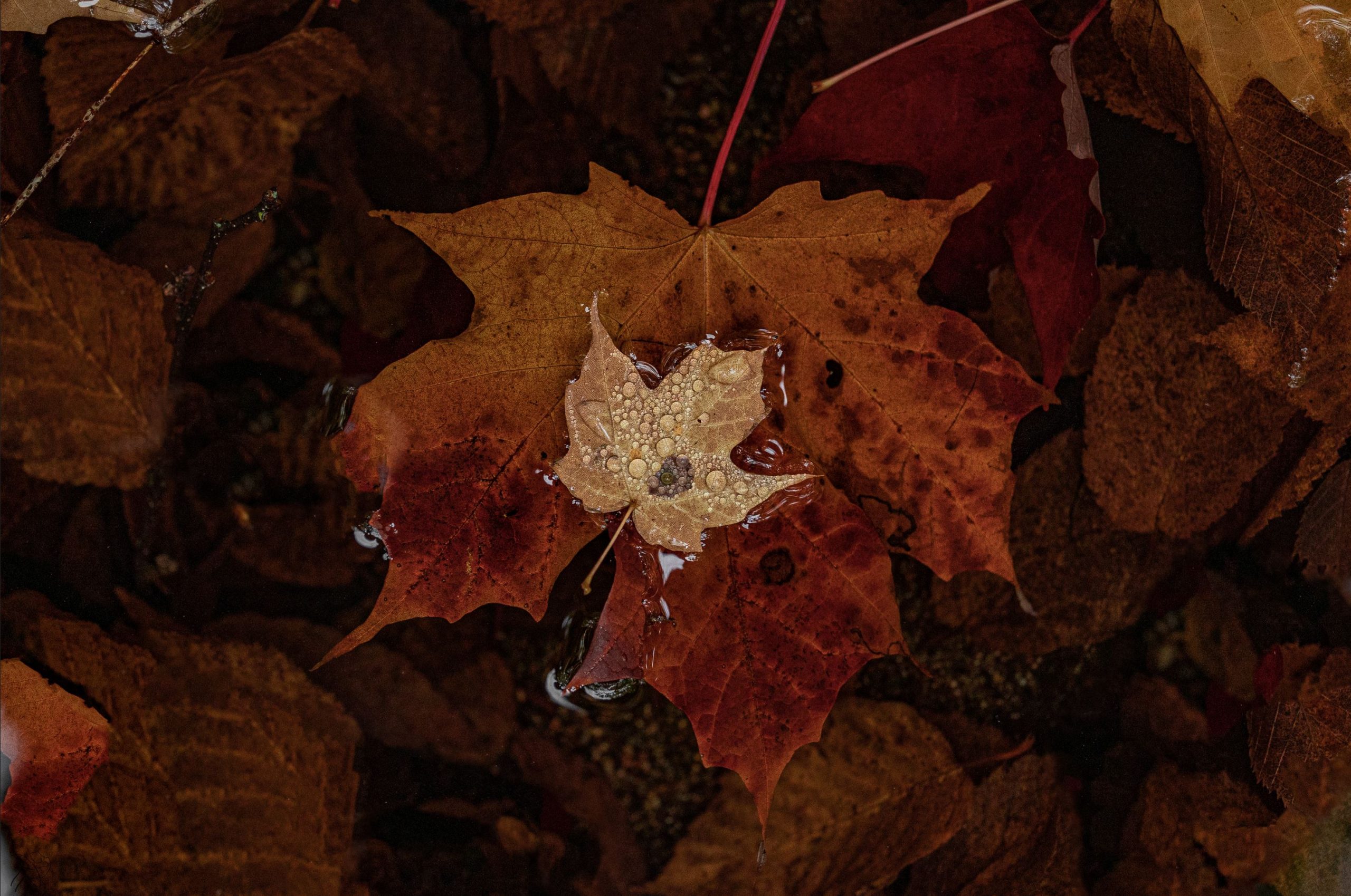 wet fallen red leaves