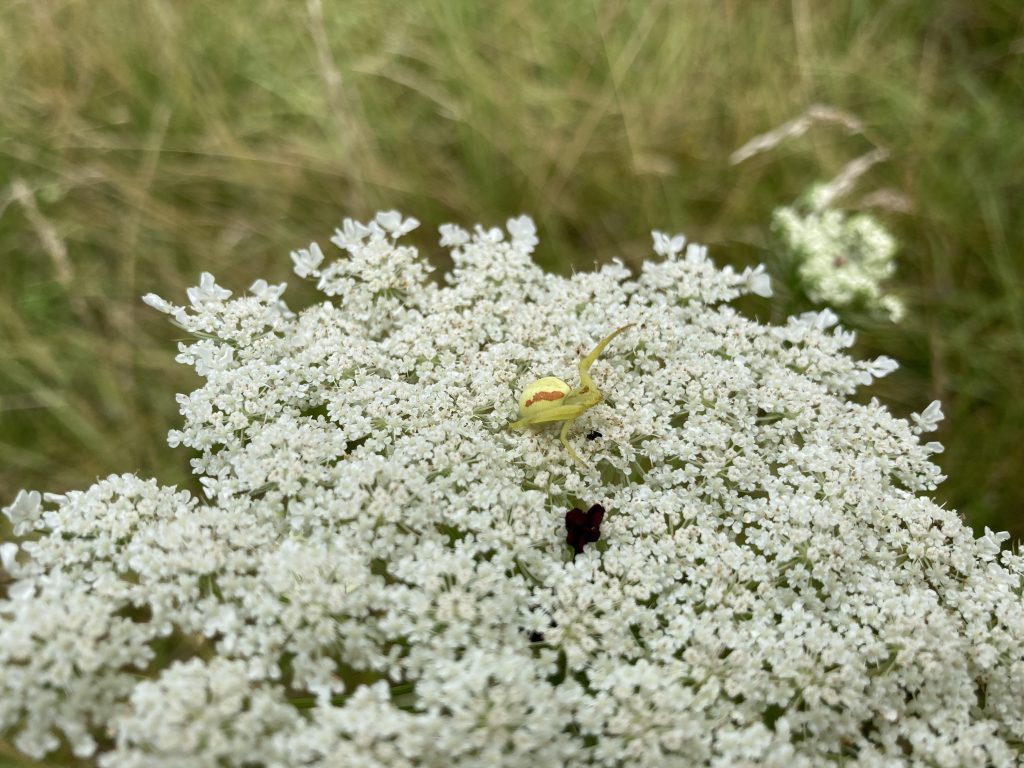 light yellow spider on white flowers