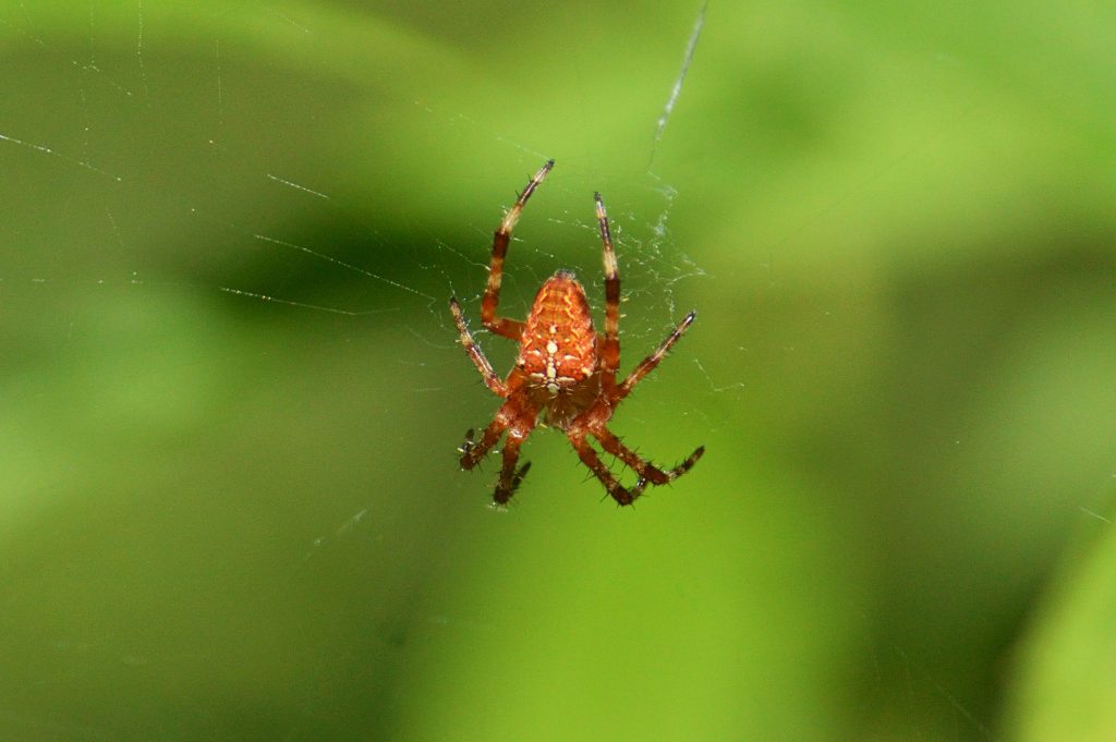 orange and red spider on web