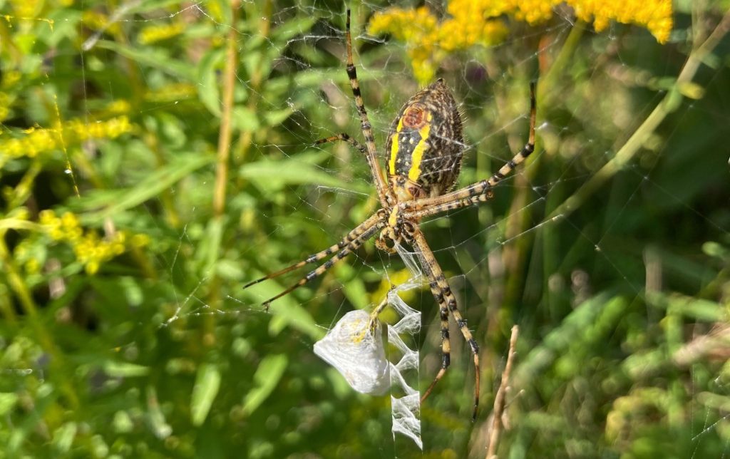 yellow and black spider weaving silk around food