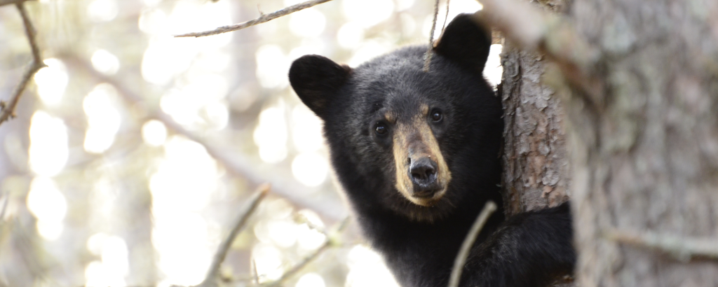 Black Bear peeking out from behind a tree