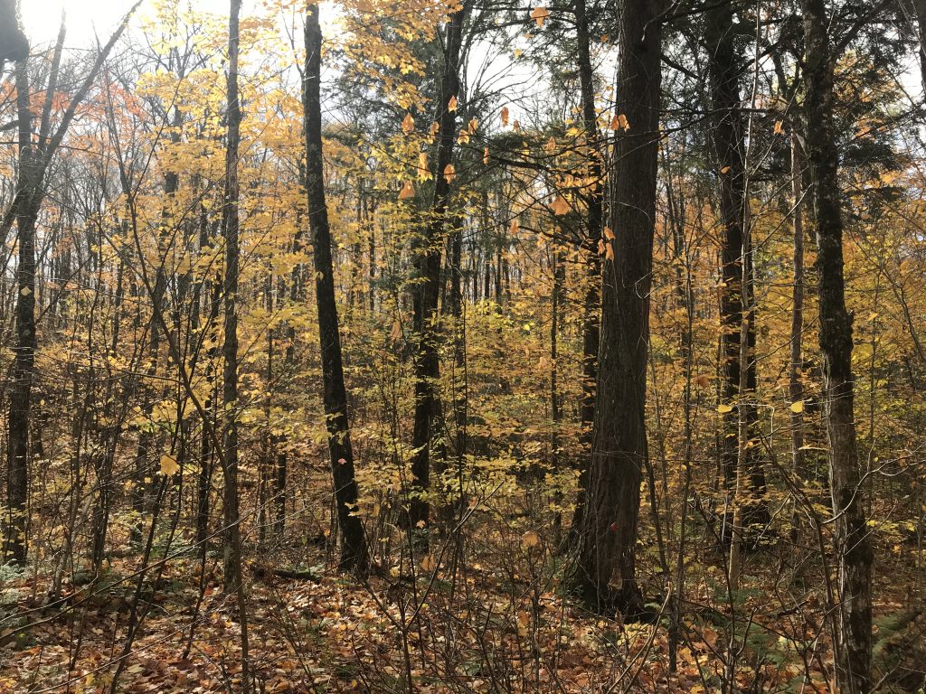 golden birches and poplars in forest