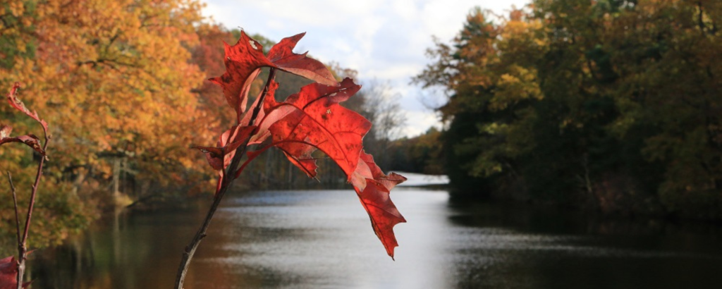 A red leaf in the foreground and a river with trees with fall colours lining the shoreline on a cloudy day