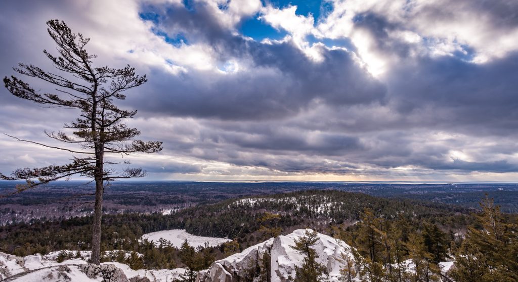 A pine tree on a rocky slope in winter.