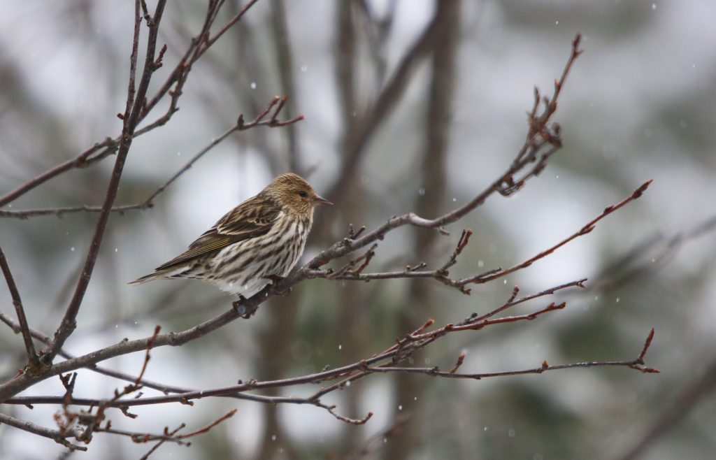 Pine Siskin sitting on a branch on a snowy day