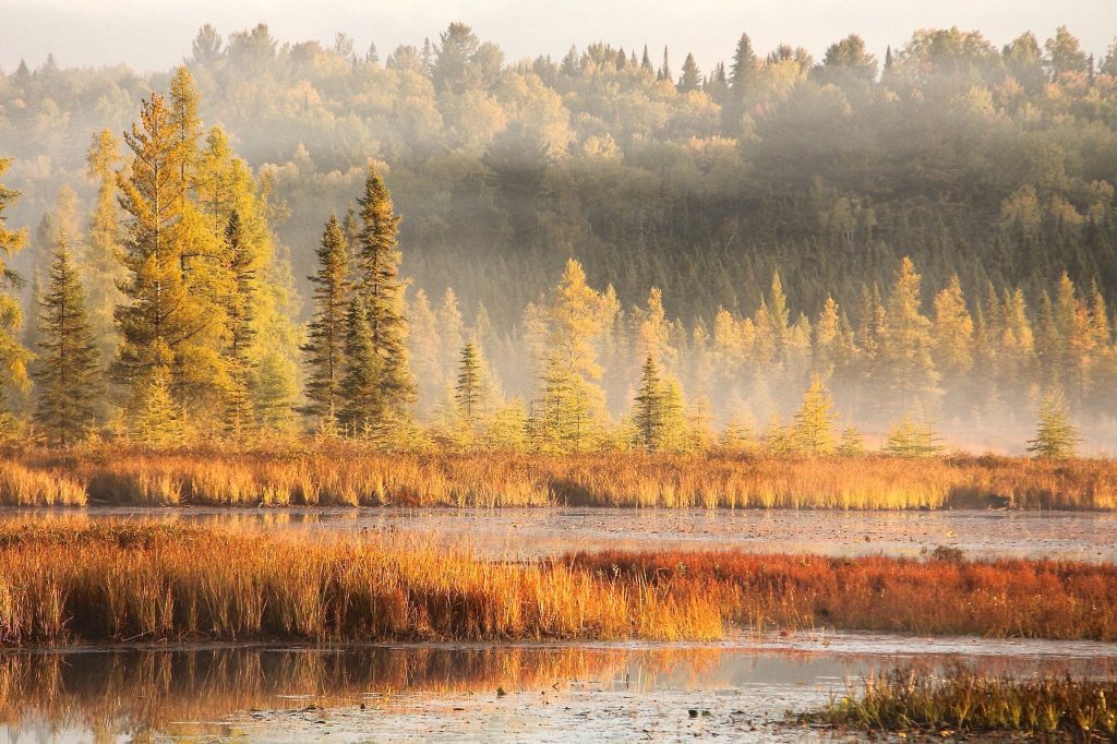 Golden coloured wetland vegetation and trees reflecting the sunlight on a misty day