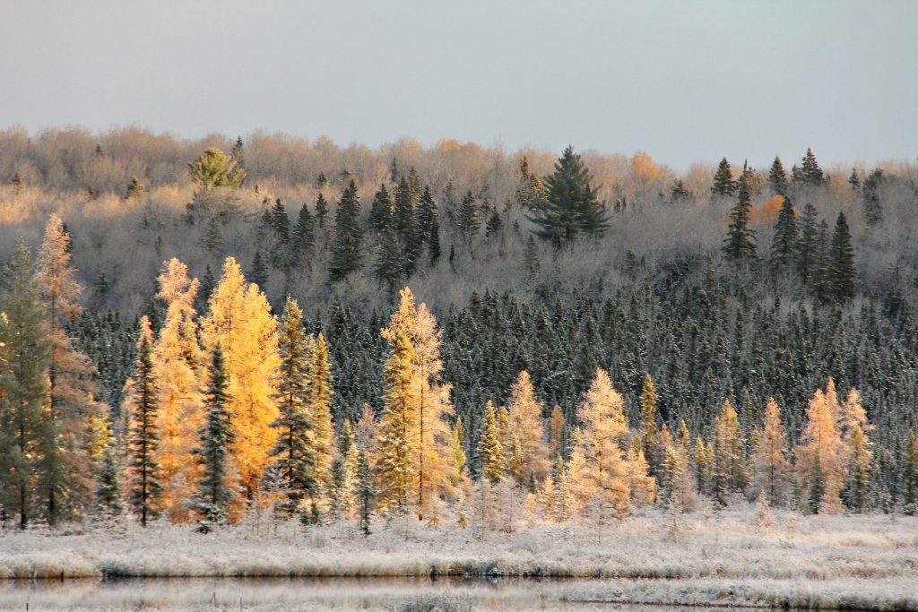 The "Golden encore" colours at Algonquin Provincial Park, covered in a layer of frost