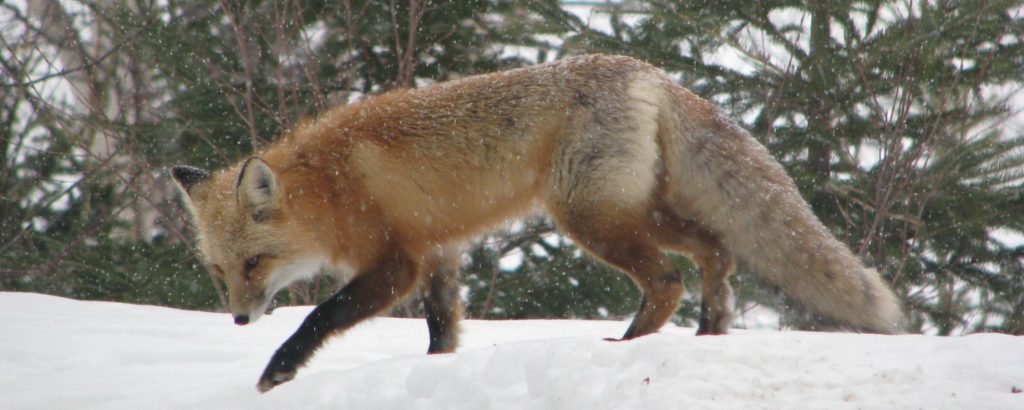 fox walking through snow