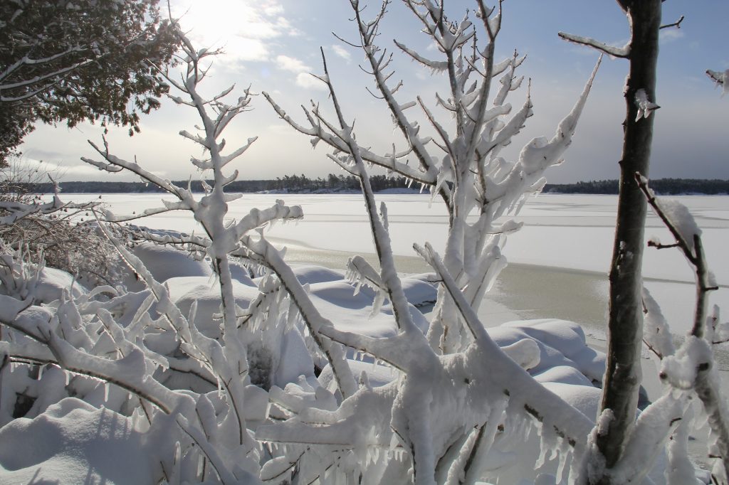 tree branches covered in snow and ice