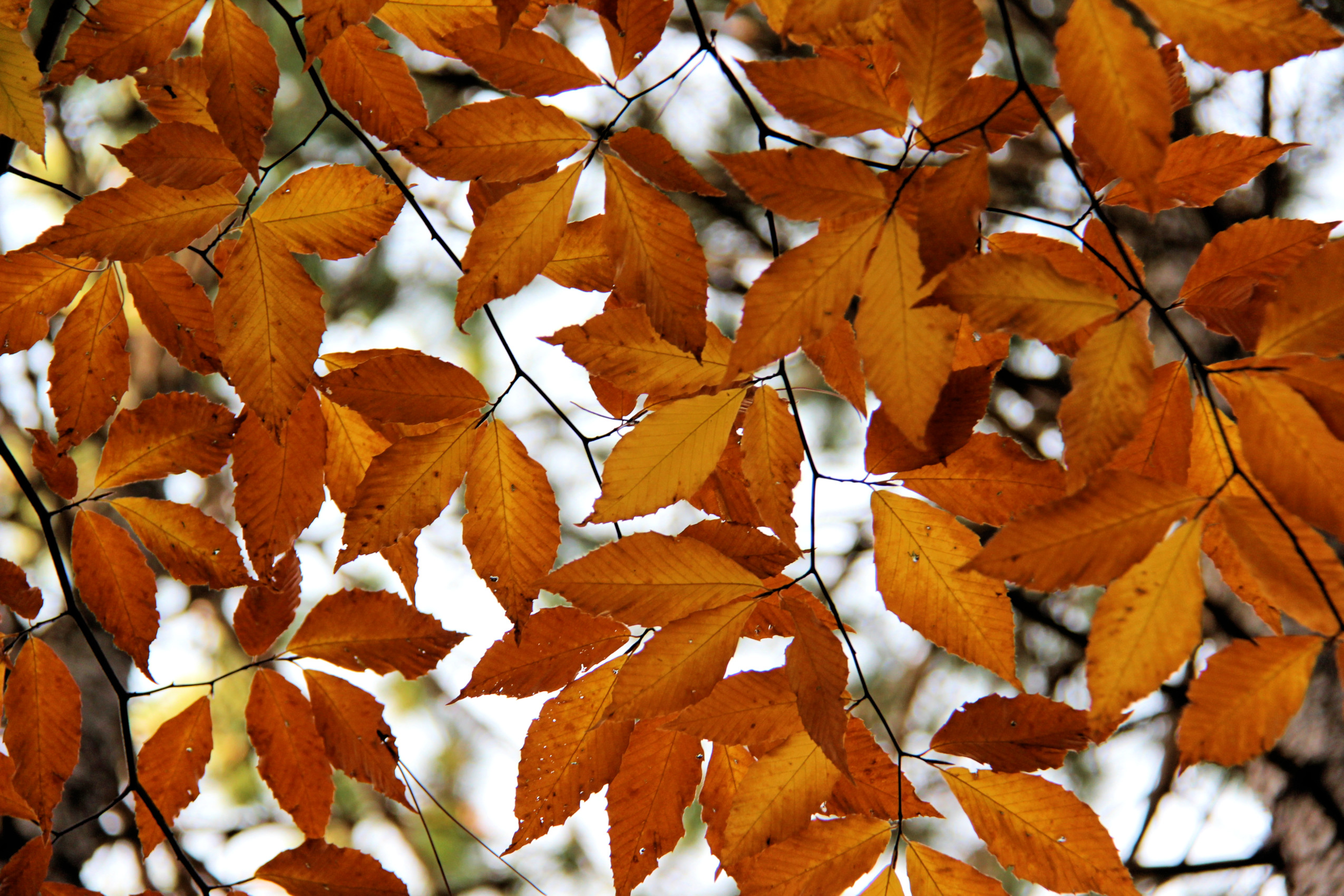 A closeup of brownish orange leaves