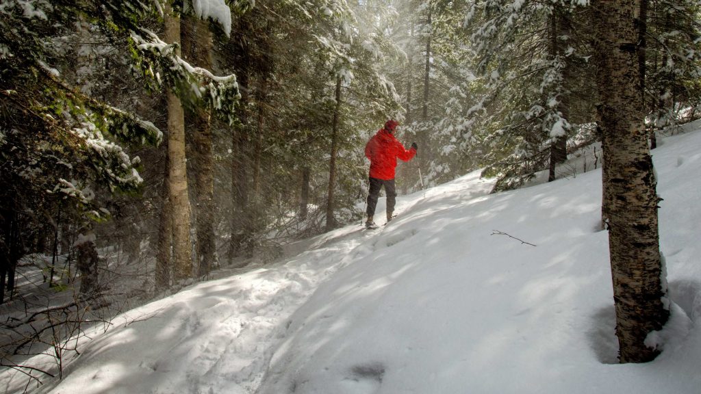snowshoer in the winter forest