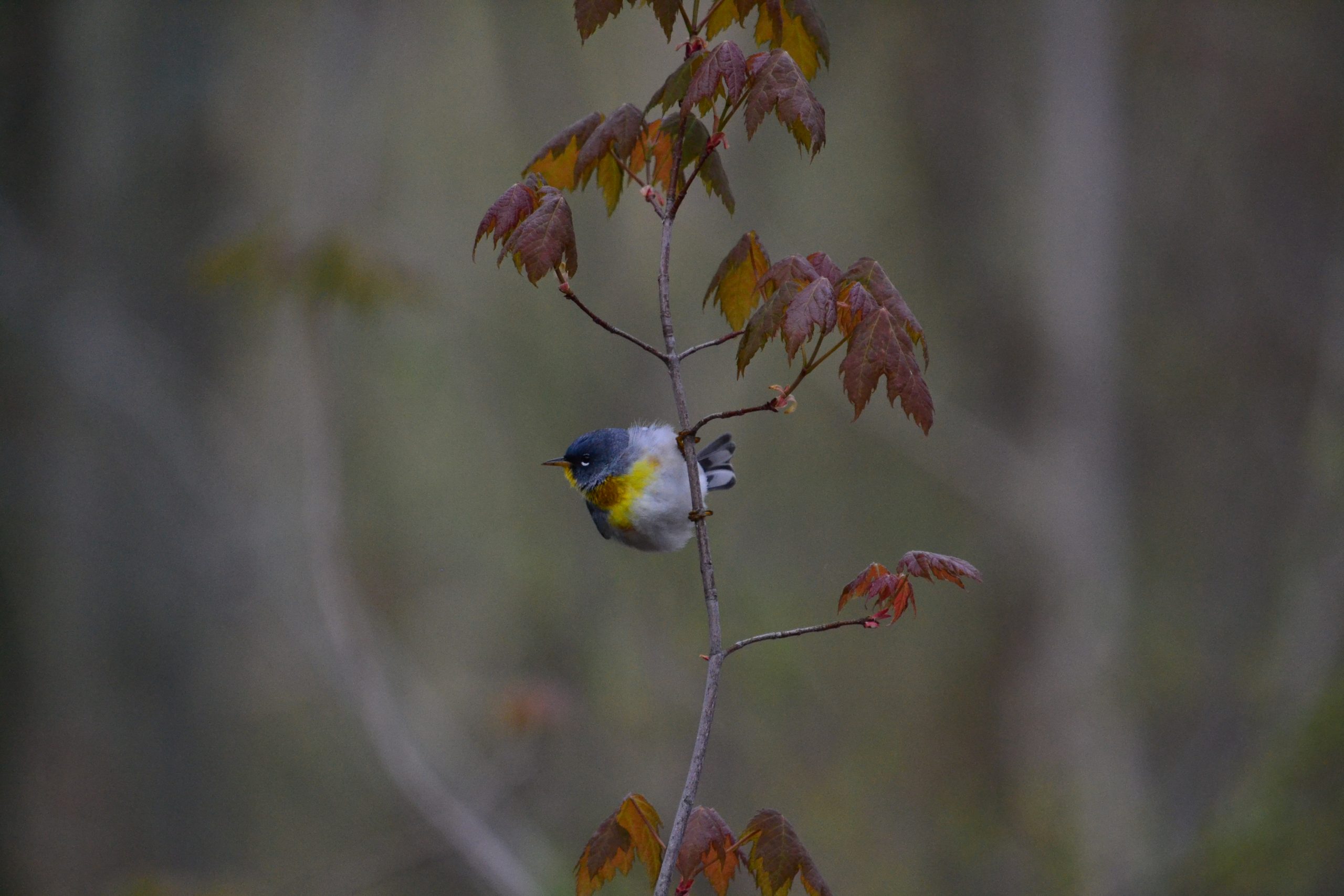 A Northern Parula perched on a thin branch which has brownish orange leaves on it