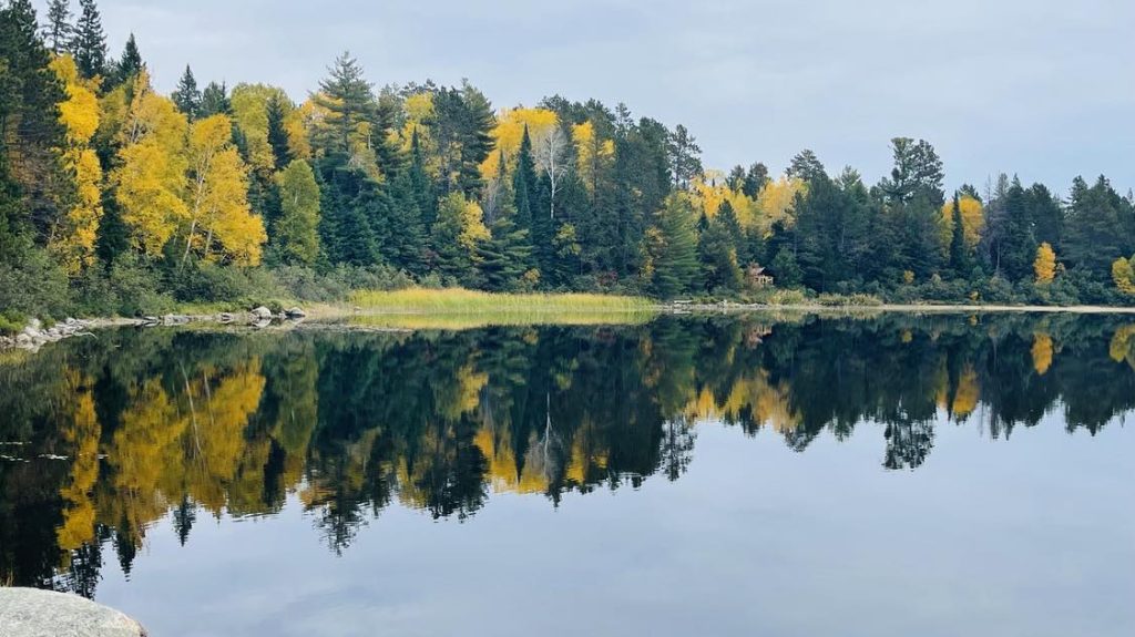 Yellow fall colours amid coniferous trees on the shore of a lake, which reflects the trees