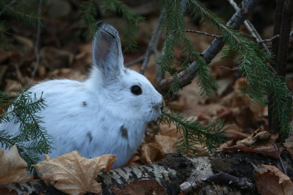 White snowshoe hare in leaves