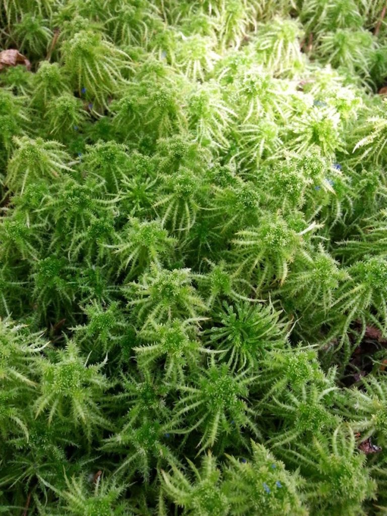 Sphagnum Moss 