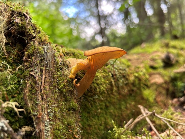 fungi on log