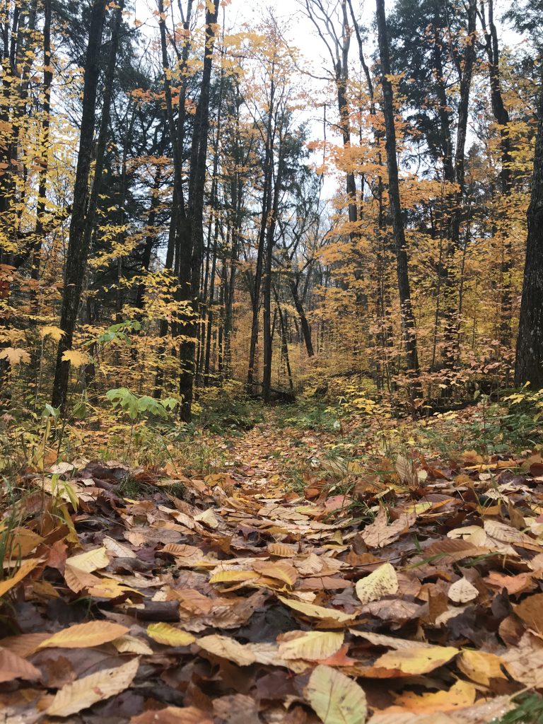 A view of a trail through a forest in late fall, with yellow leaves on the trees and on the ground