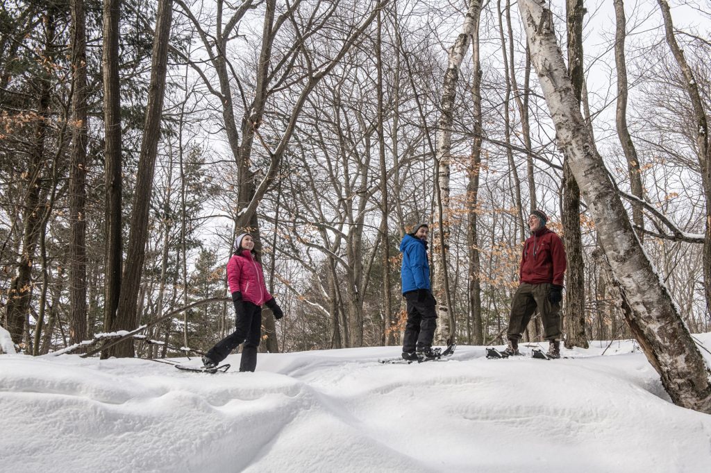 snowshoers in forest