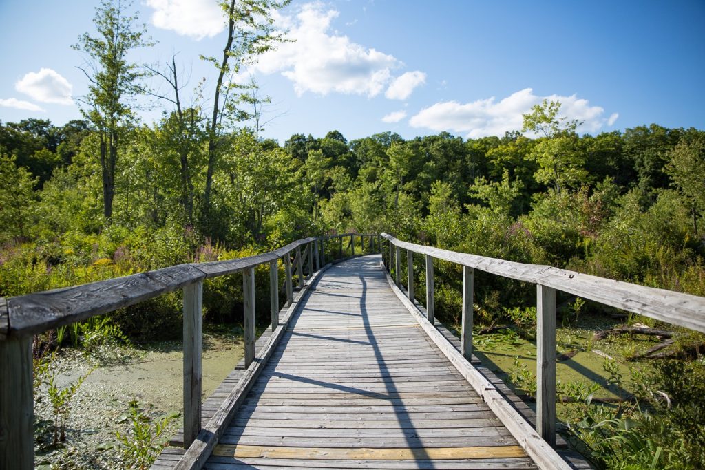 Looking down a boardwalk that goes through a wetland.