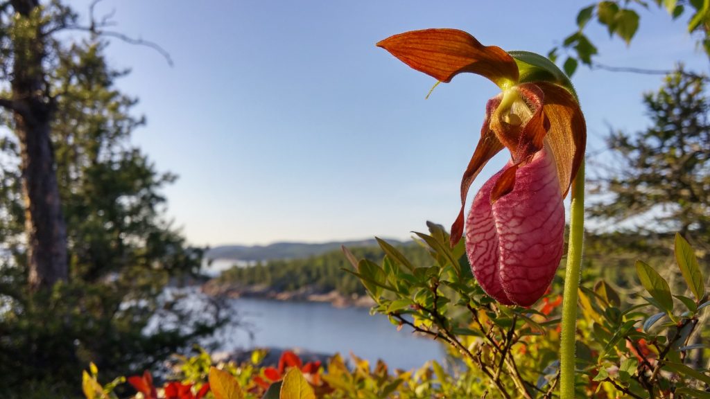 Closeup of Moccasin Flower with lake in the background