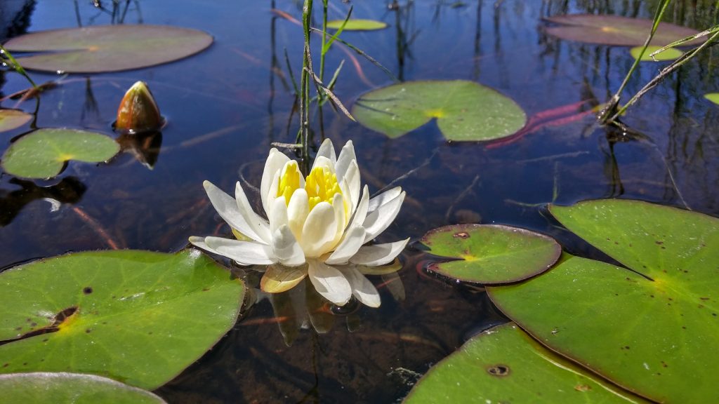 Fragrant White Water Lily in water