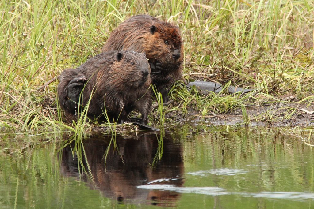 two beavers on lake's shore, surrounded by tall grass