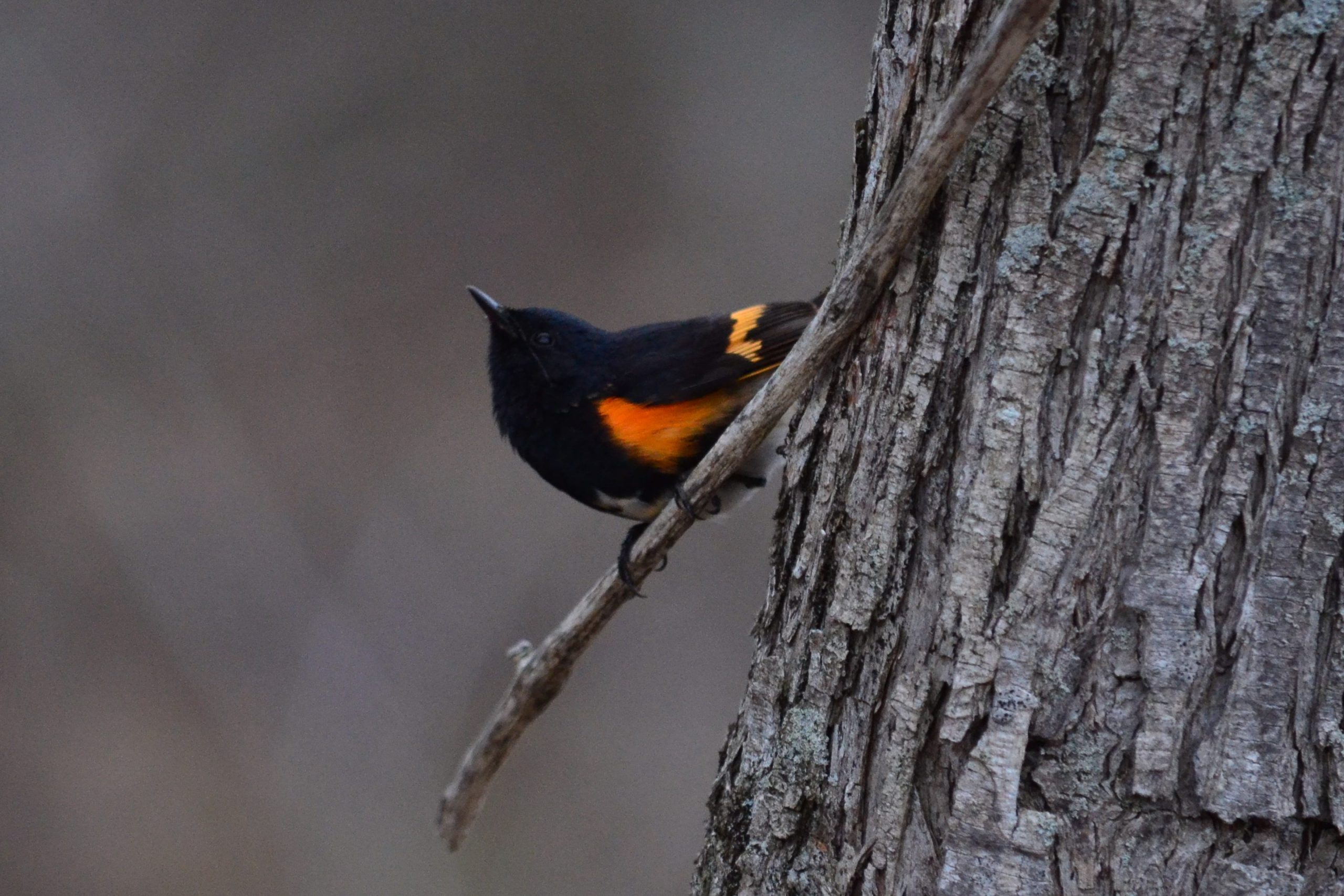 American Redstart on branch
