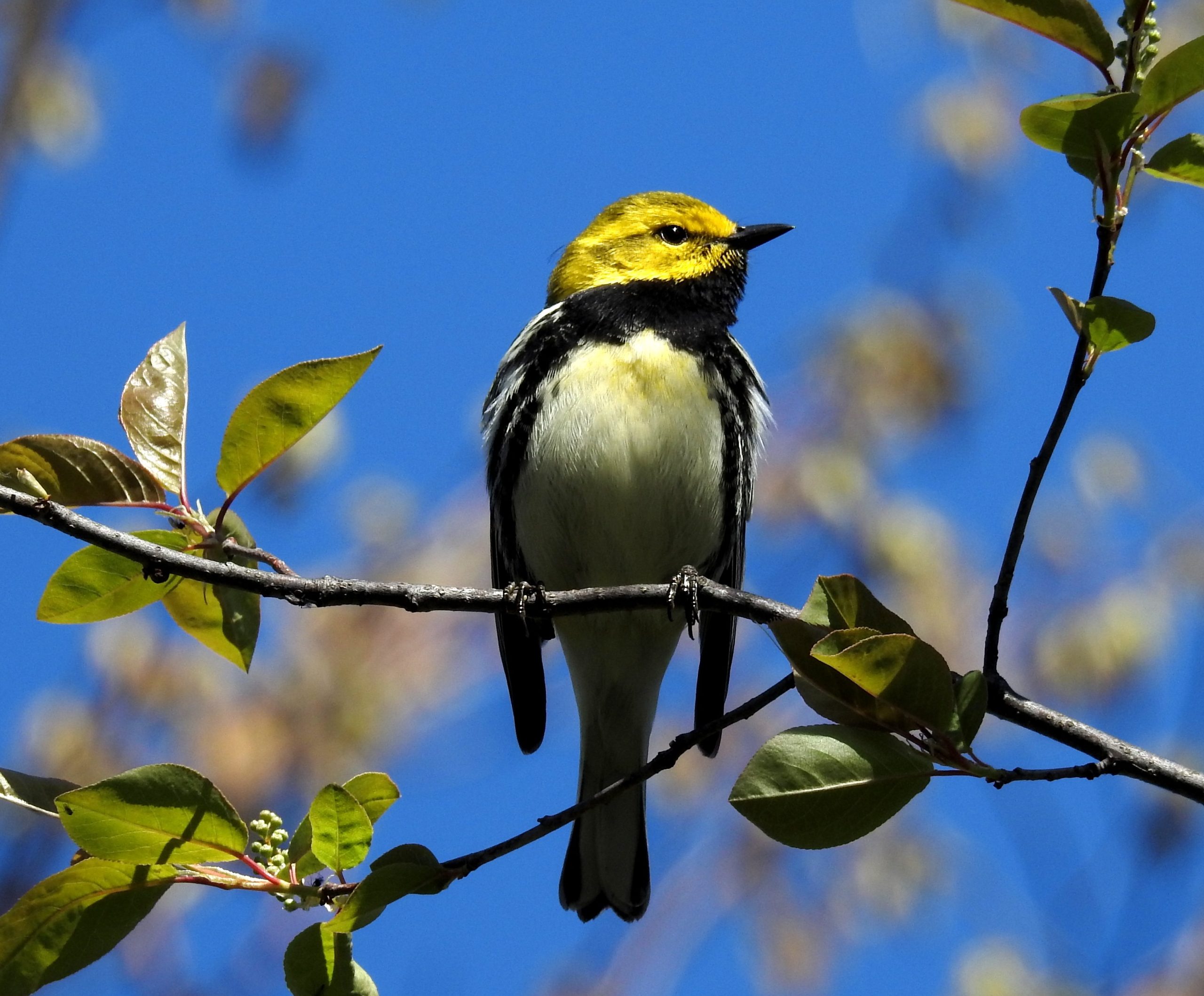 Black-throated Green Warbler on branch