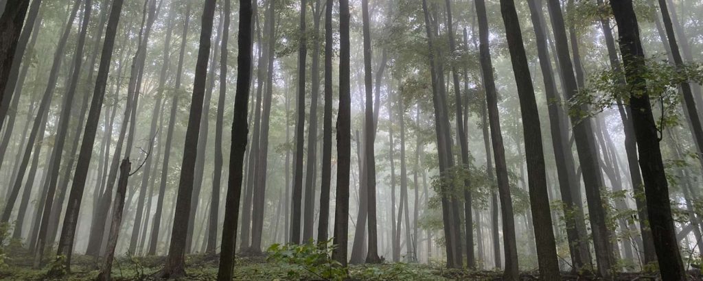 misty forest