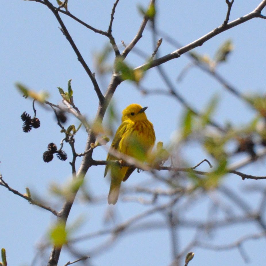 Yellow Warbler on branch
