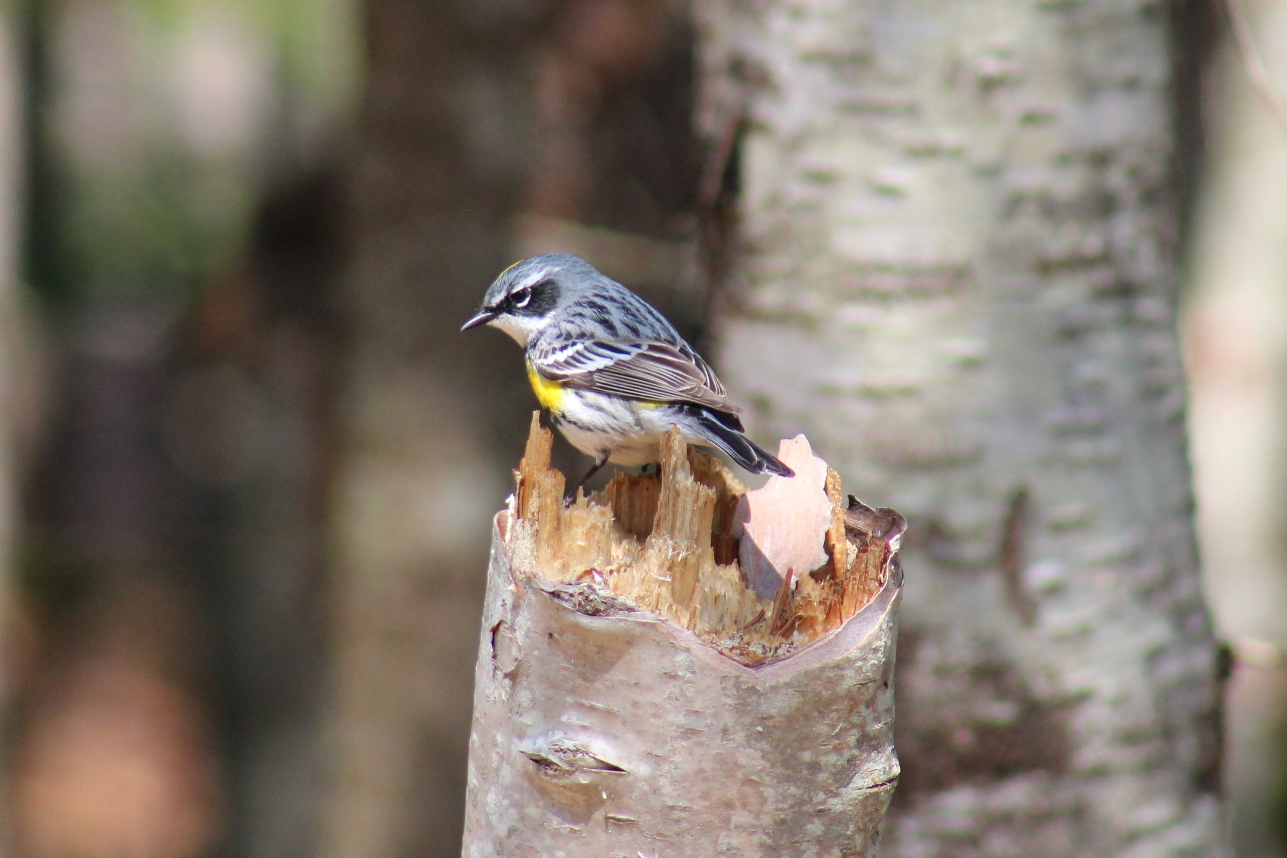 Yellow-rumped Warbler on tree stump