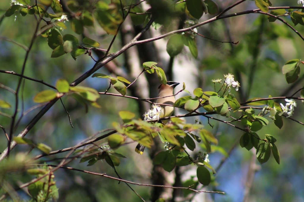 Cedar Waxwing in blossoming tree