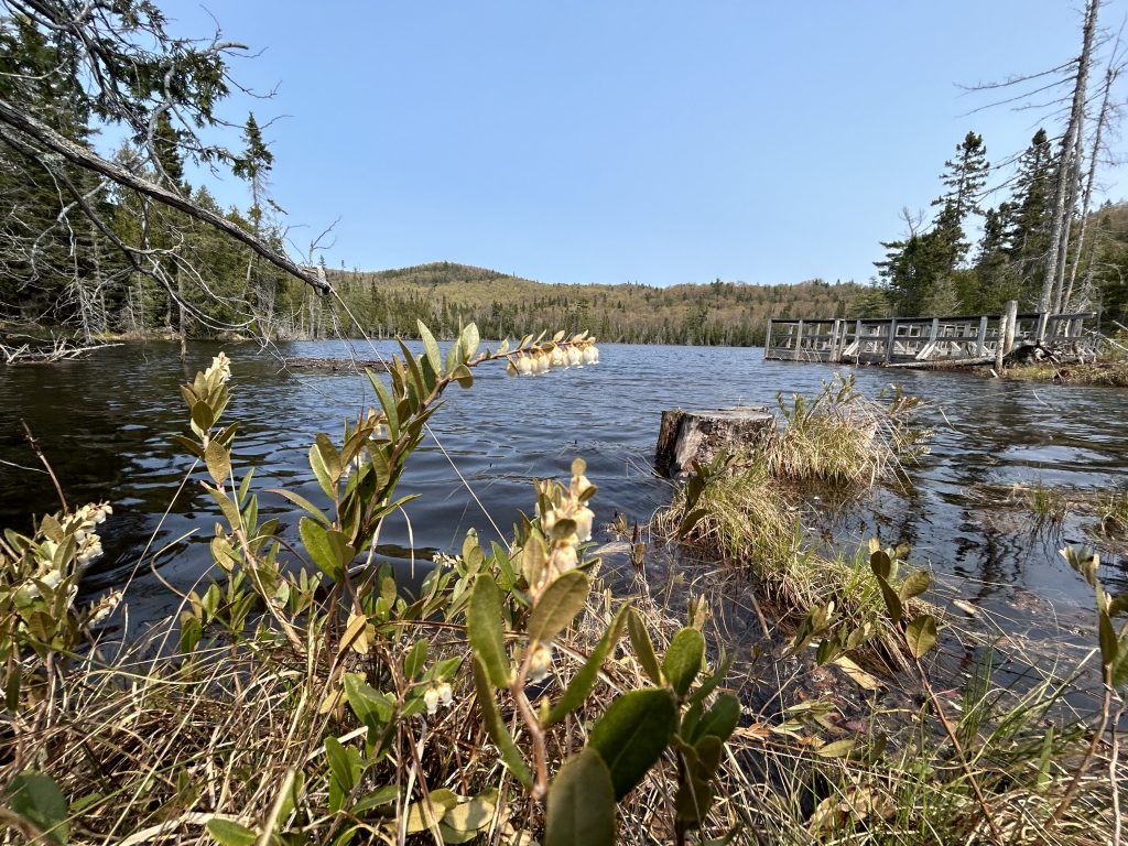A lake view in the springtime